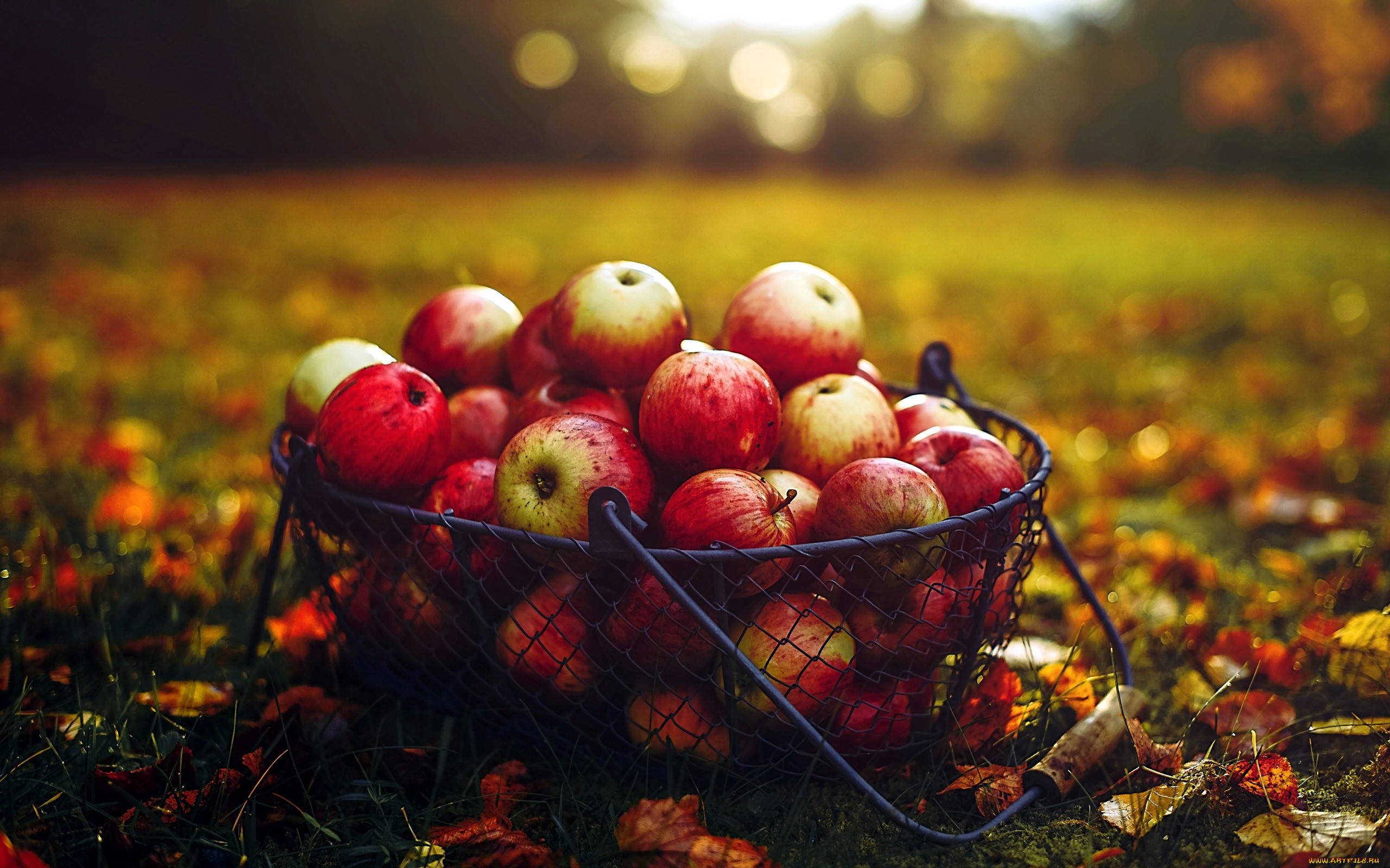 Яблоки осенью